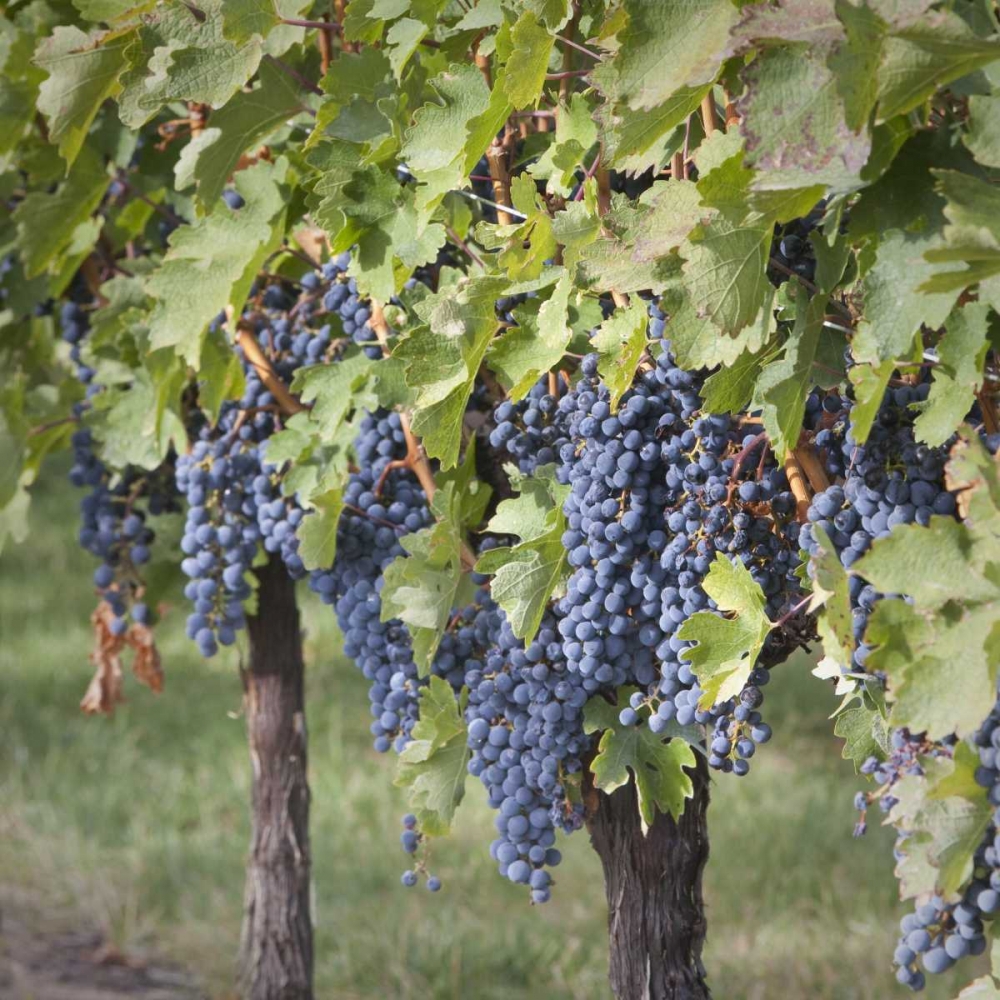 Canada, BC, Osoyoos Purple grapes in vineyards